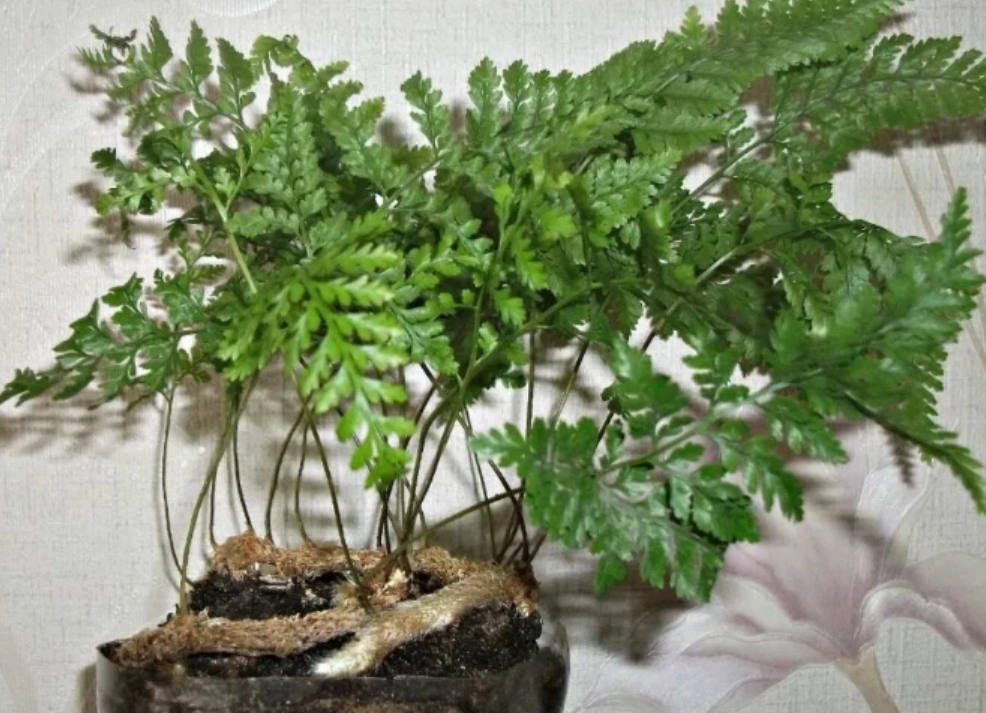 狼尾蕨室內植物
