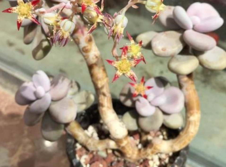 多肉側芽繁殖 多肉側芽繁殖