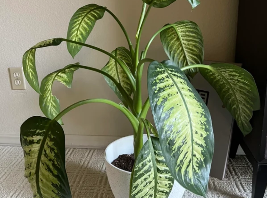 觀音蓮葉片出水