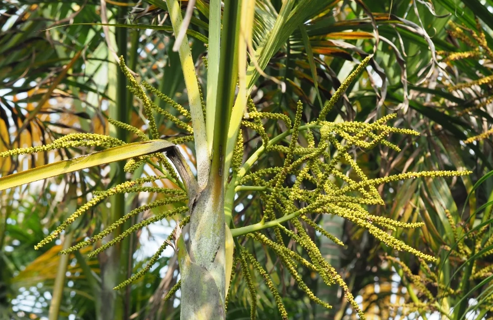 黃椰子修剪時機
