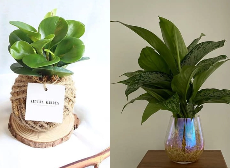 室內植物澆水 室內植物澆水