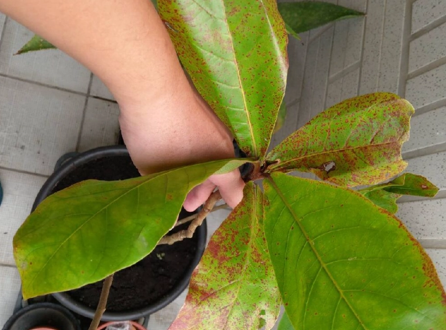 大葉欖仁修剪時間