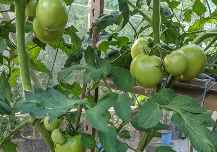 番茄支架 番茄支架