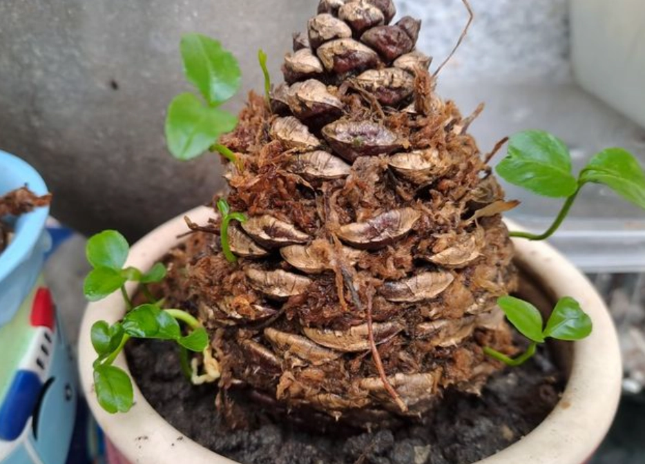 松樹種子發芽 松樹種子發芽