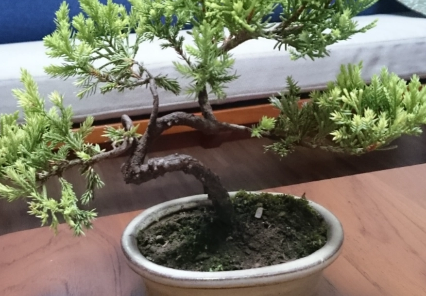 台灣真柏系魚川區別