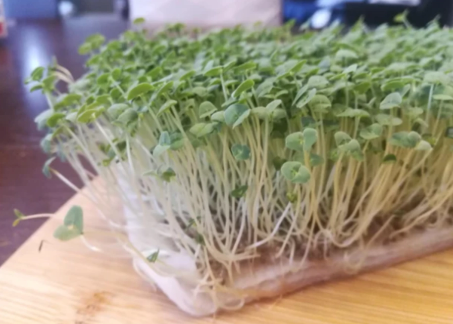 奇亞籽芽發芽方法