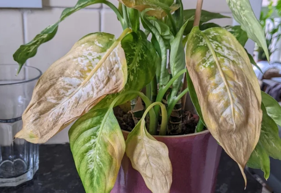 葉尖焦黃 葉尖焦黃