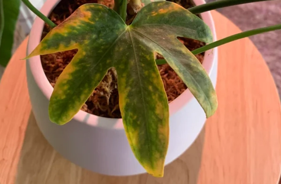 植物葉尖變黃怎麼辦 植物葉尖變黃怎麼辦