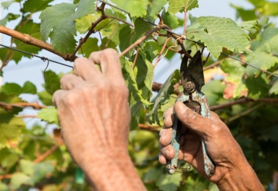 葡萄修剪方法