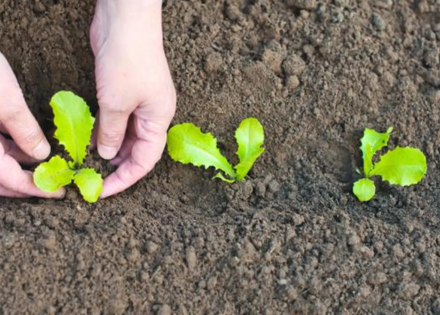 蔬菜種子怎麼種