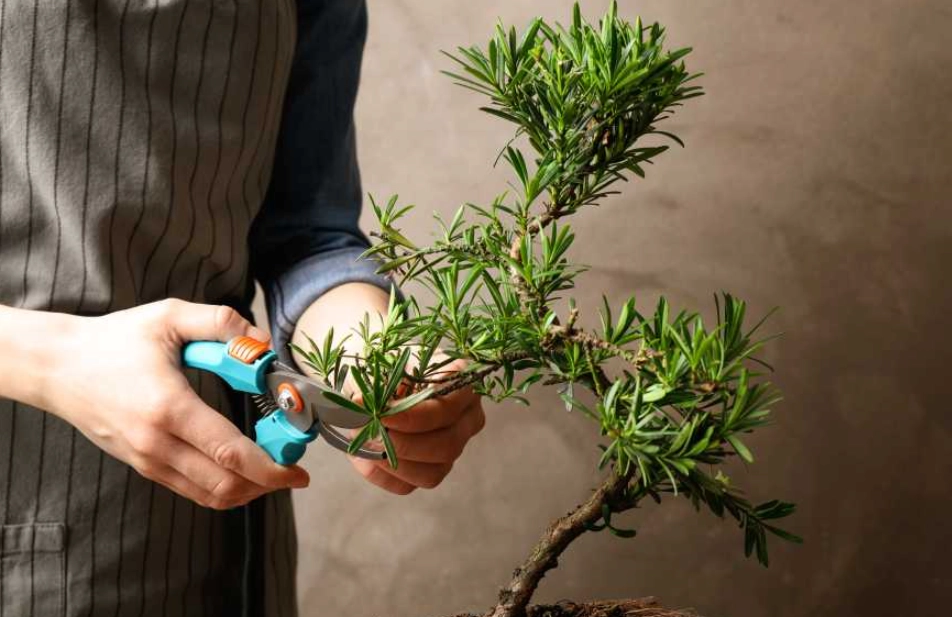 真柏造型 真柏造型