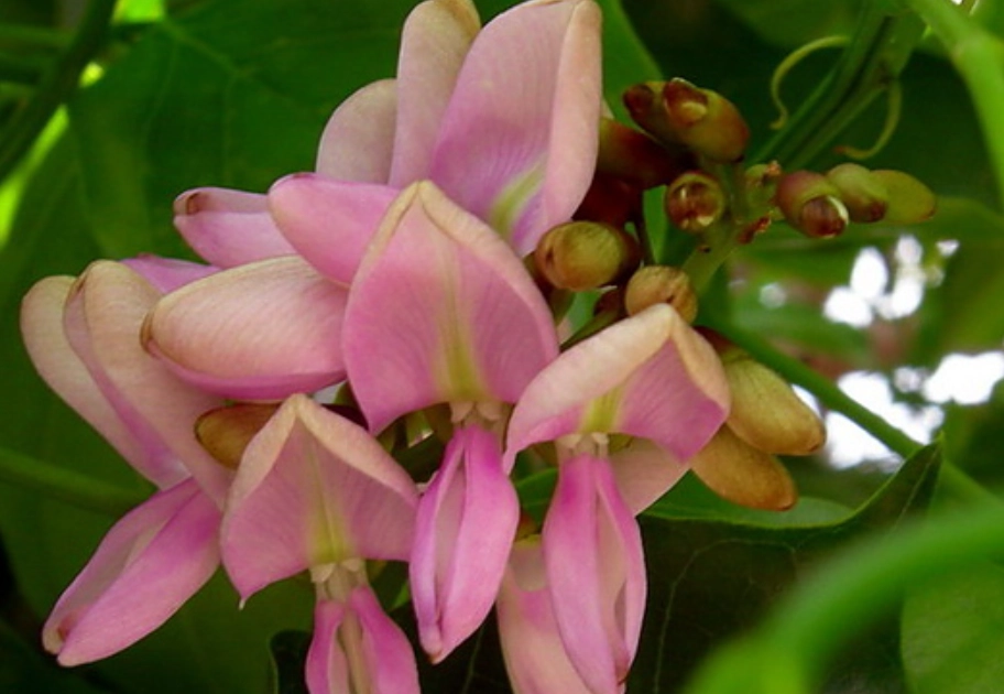 水黃皮開花時間 水黃皮開花時間