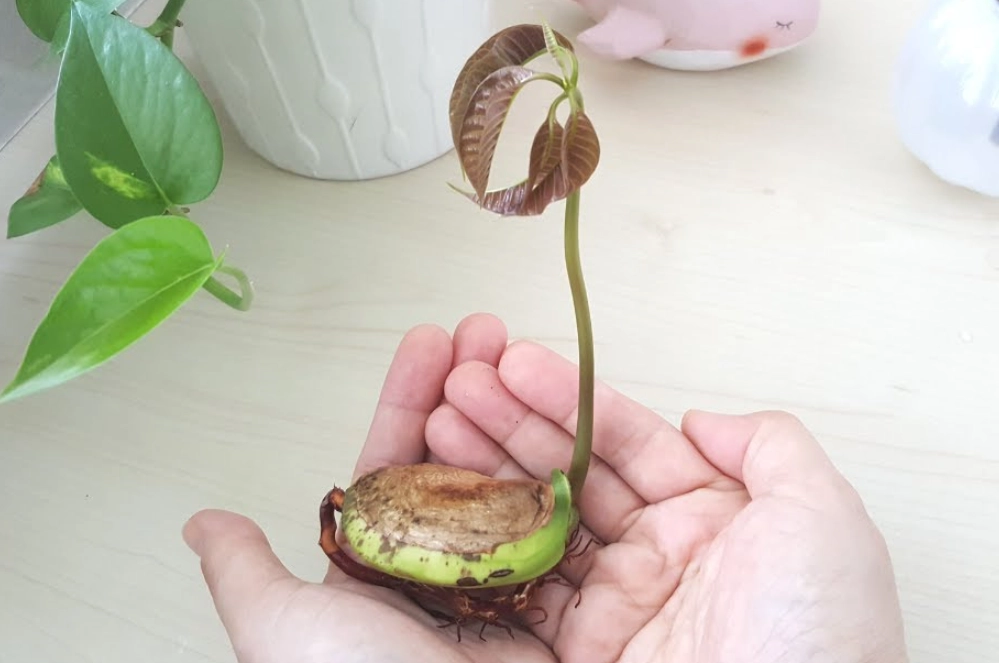 芒果種子怎麼種