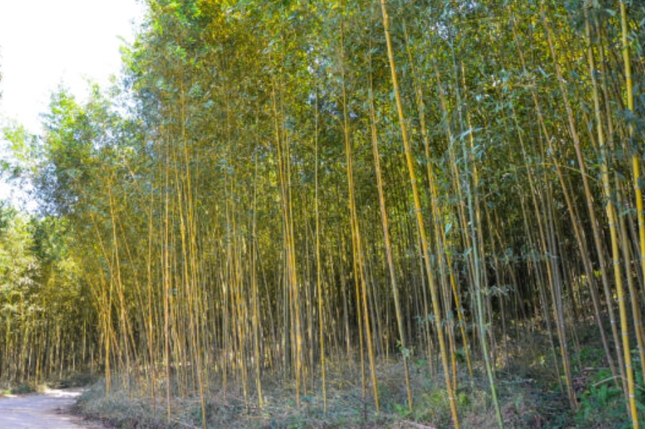 竹子如何快速生長