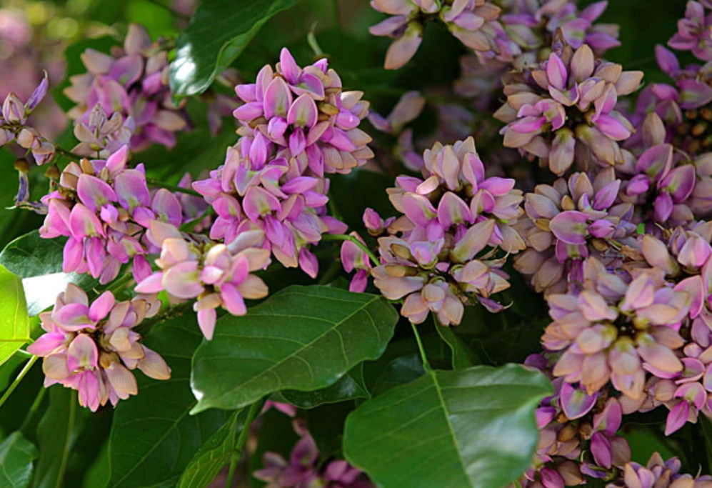水黃皮花期 水黃皮花期