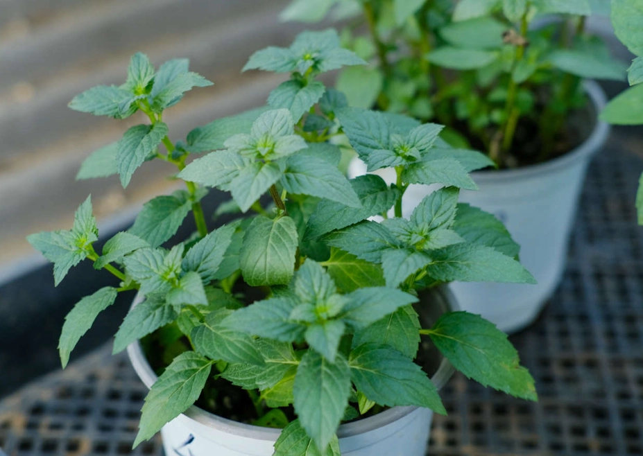 薄荷徒長 薄荷徒長