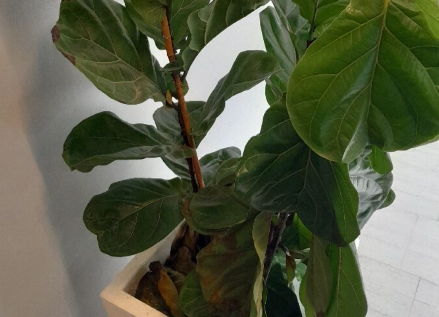 琴葉榕葉子下垂原因 琴葉榕葉子下垂原因