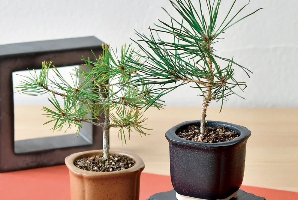 赤松 盆栽 造型