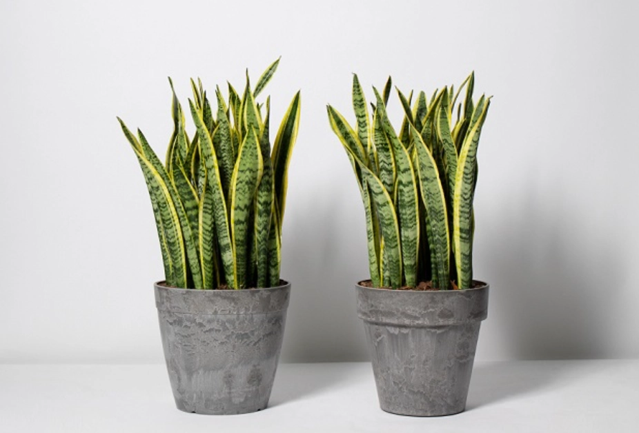 室內植物推薦 新手 室內植物推薦 新手