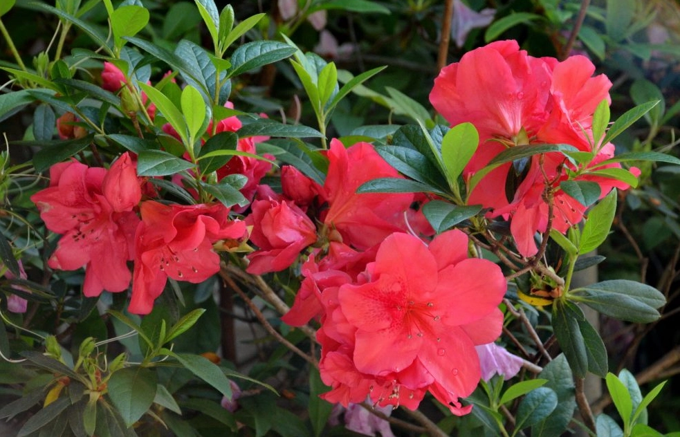 台灣賞花景點 台灣賞花景點