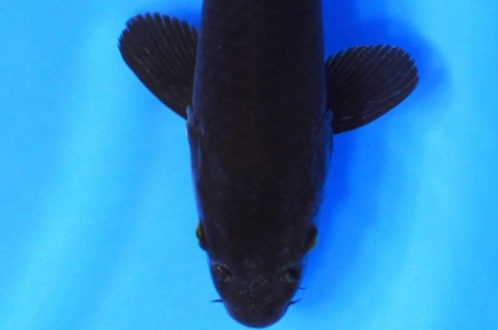 夢見大黑魚 夢見大黑魚