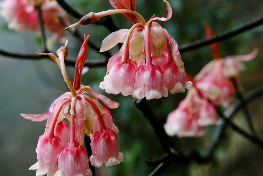 吊鐘花 照顧 吊鐘花 照顧