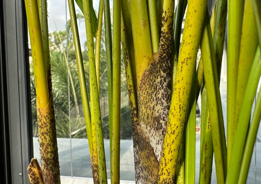 黃椰子葉子黑點 黃椰子葉子黑點
