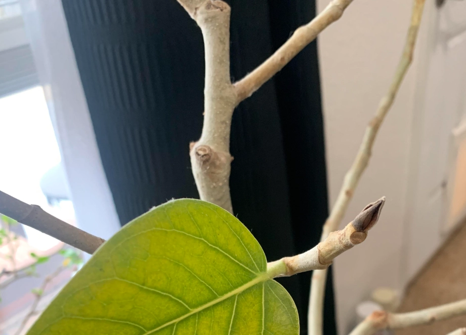 琴葉榕掉葉原因