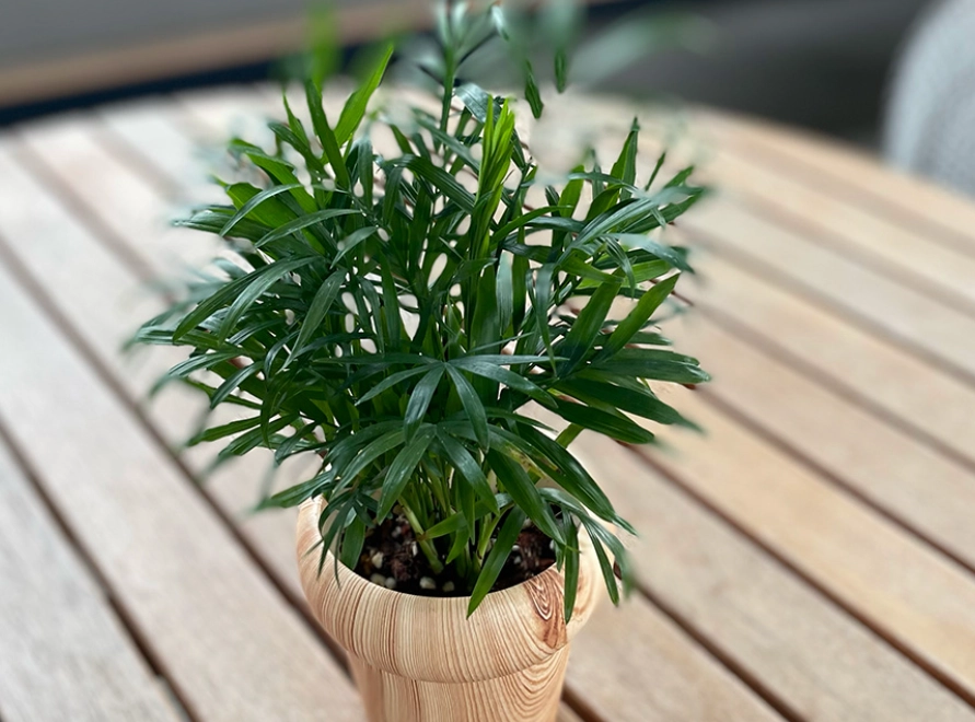 袖珍椰子 可以長多高