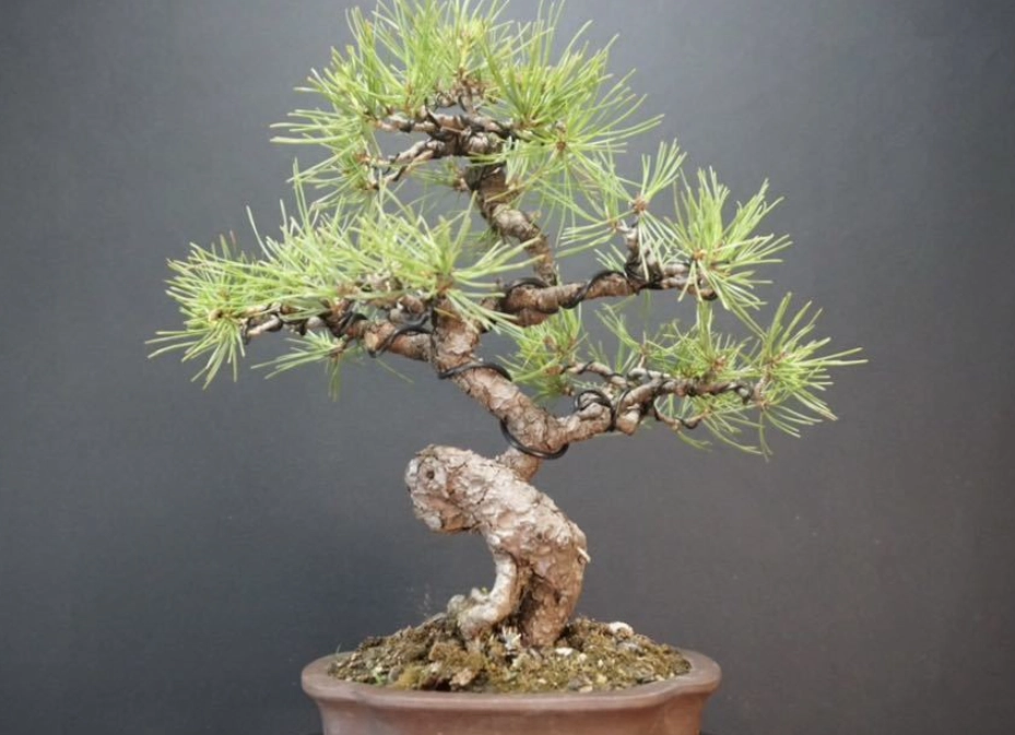 赤松 盆栽 造型
