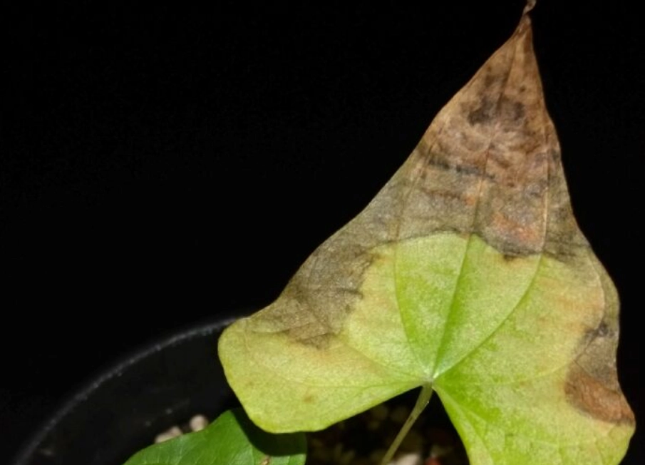 葉尖焦黃 葉尖焦黃