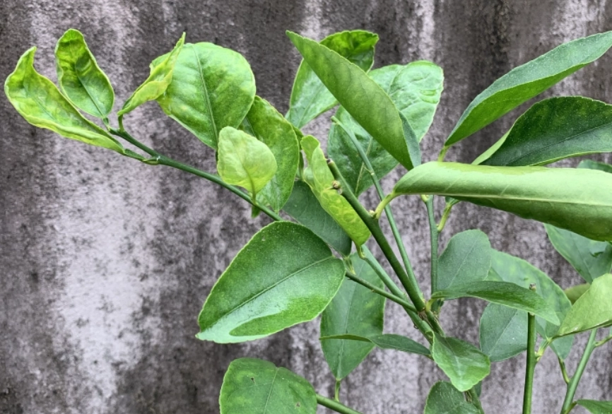 叶子卷起来原因