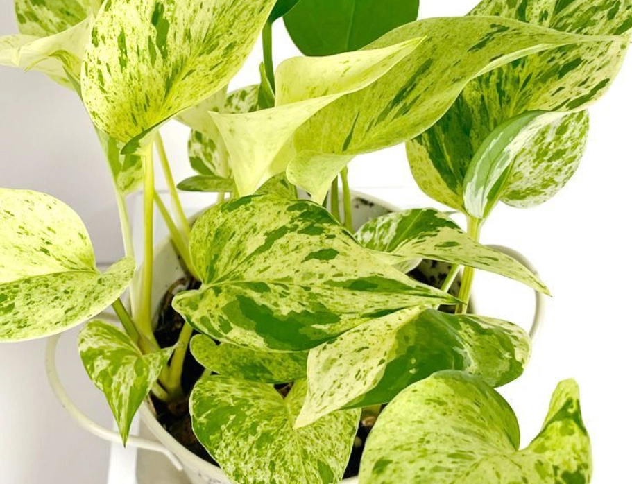 大理石皇后黃金葛繁殖 大理石皇后黃金葛繁殖