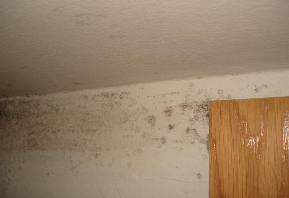 天花板發霉處理 天花板發霉處理