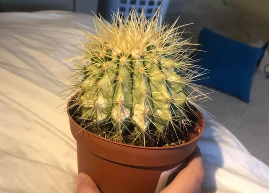 仙人掌曬傷症狀