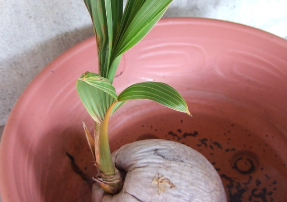 椰子發芽