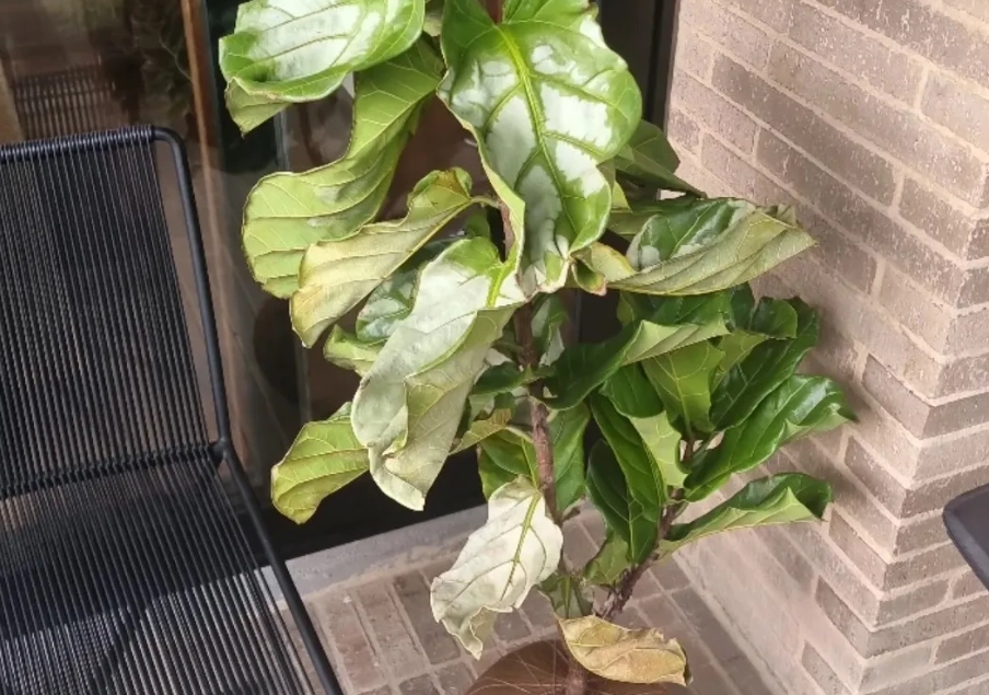 琴葉榕澆水方法 琴葉榕澆水方法