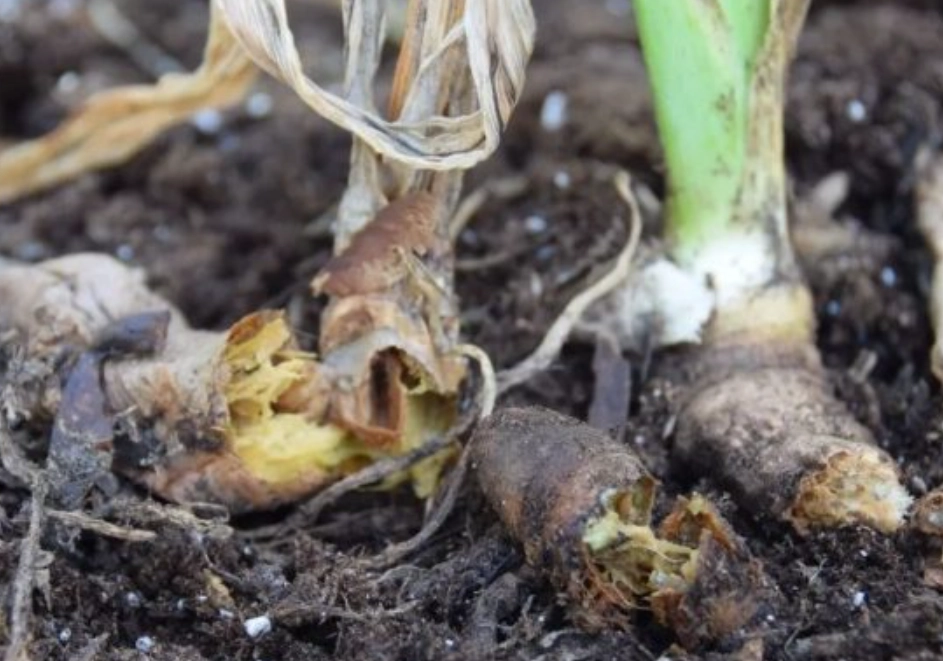 植物爛根救活 植物爛根救活