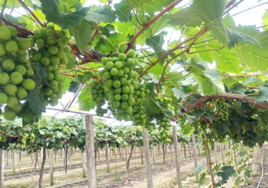 台灣葡萄病蟲害防治