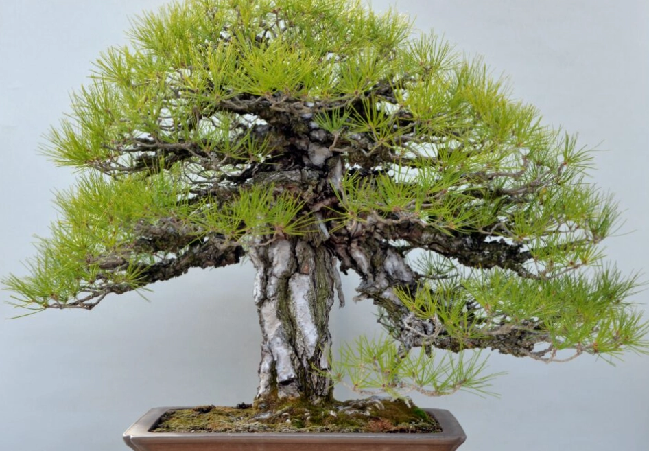 赤松 盆栽 照顧