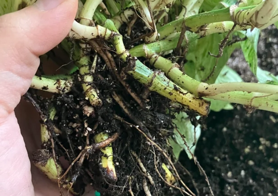 植物爛根急救 植物爛根急救