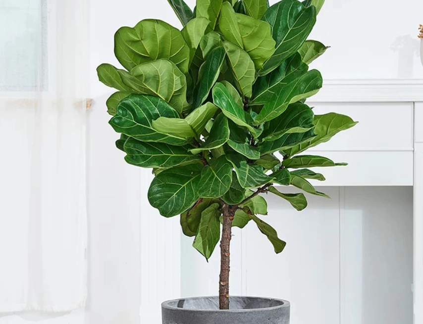 室內植物 冬天澆水