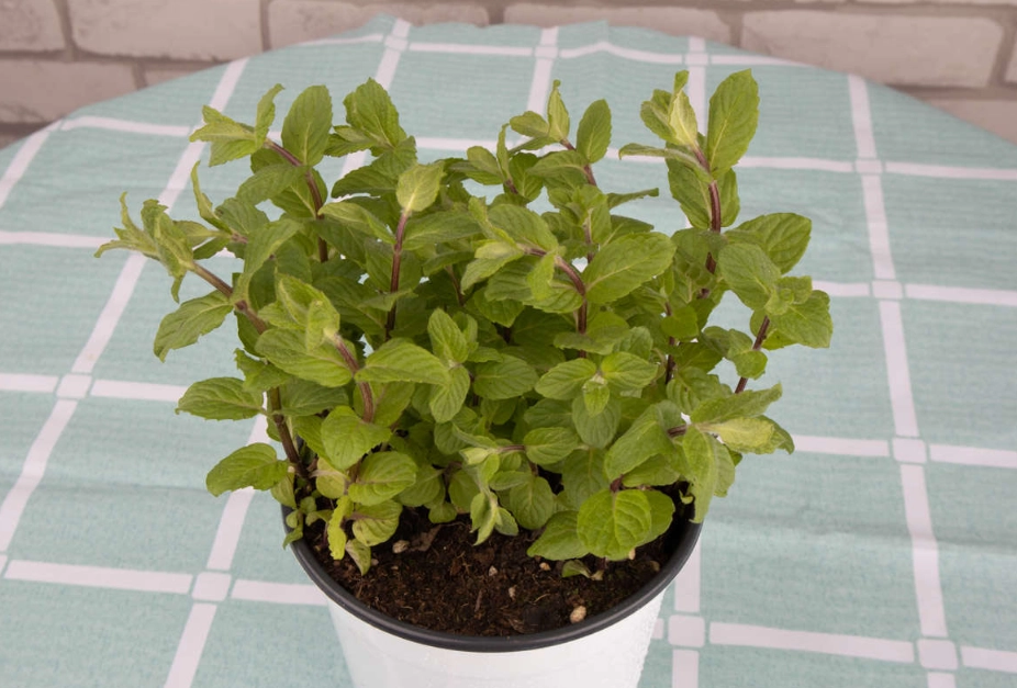 薄荷徒長 薄荷徒長