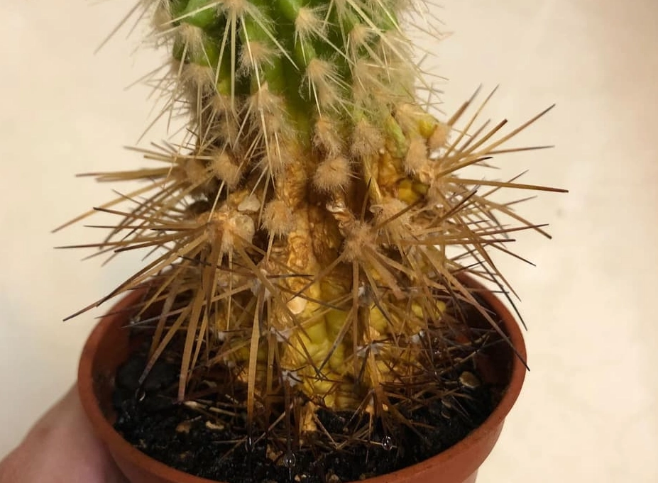 仙人掌澆水 仙人掌澆水