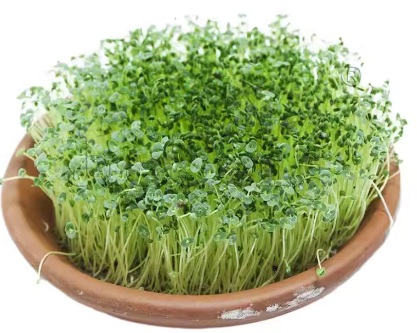 奇亞籽芽怎麼吃