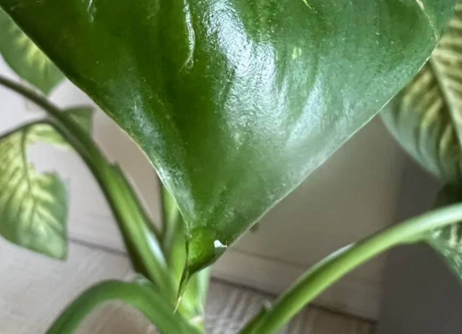 多肉植物分泌黏液