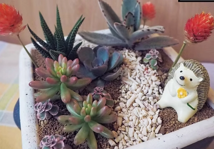 多肉植物補光燈 多肉植物補光燈