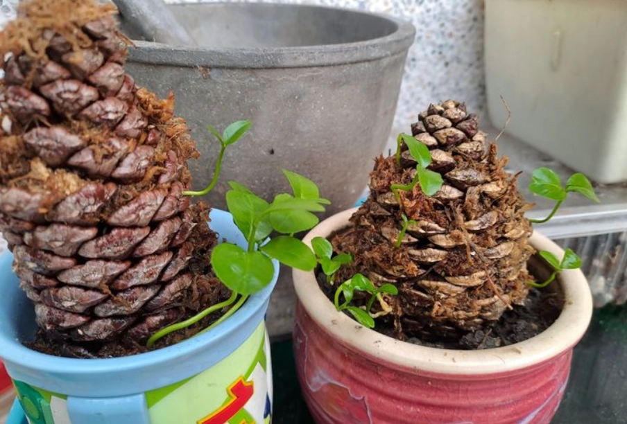 松樹種子發芽 松樹種子發芽