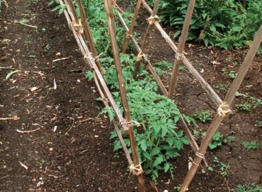 番茄種植支架