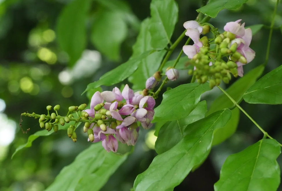 水黃皮觀賞地點 水黃皮觀賞地點